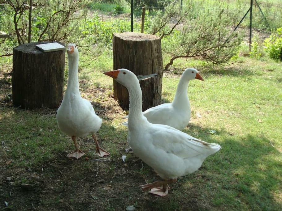 Agriturismo Podere Molino Peccioli Экстерьер фото